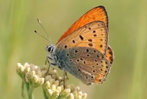 adhamshekh1's tweet photo. Ev cureyê perperîkan tê nisbetkirin bi Kurdistanê û navê wê yê zanistî: Lycaena Kurdistanica https://t.co/1g9Dl7iFgw