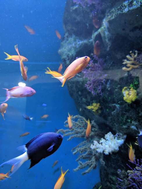 emichin0302's tweet photo. 西臨海公園水族館に行こう！

ダウン症、ASD、ADHDの小1〜成人の親子の方、葛西臨海公園水族館行きませんか？
三鷹駅集合、先着10組迄。
交通費、昼食代は自己負担。
手帳があれば入場料無料！
ガイドヘルパーに興味がある高校生〜70歳位迄の方も、ぜひ参加下さい！10名募集！
ペガサス合同会社 https://t.co/e9luKw3f3N