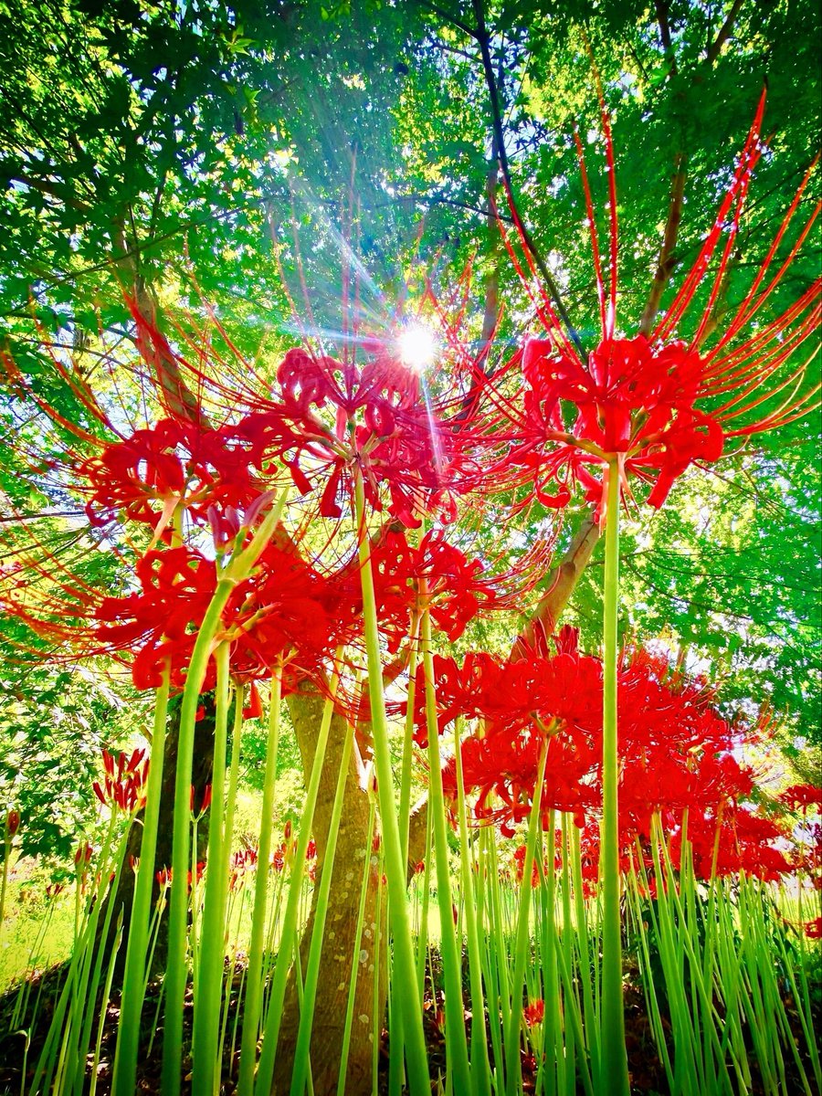 azukimochi_room's tweet photo. 青紅葉と曼珠沙華 https://t.co/ONenzEt4fK