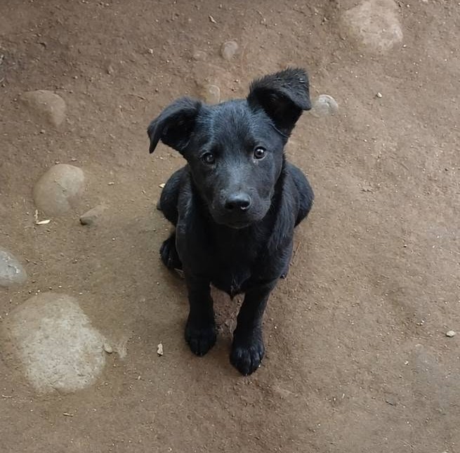 eltuitdemarsh's tweet photo. Urge rescatar a este perrito, de 4 meses, que corre riesgo de ser atacado, y seguramente asesinado, por una jauría de perros que deambula por el lugar. Es muy dócil, cariñoso y juguetón. Si deseas cambiar su destino, comunícate al +56937034361. Favor RT!
#SanBernardo https://t.co/9RxSD1grxE