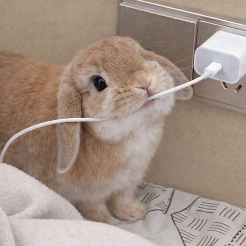 dangopuffshop's tweet photo. Why do bunnies do this https://t.co/2eQosc07cX