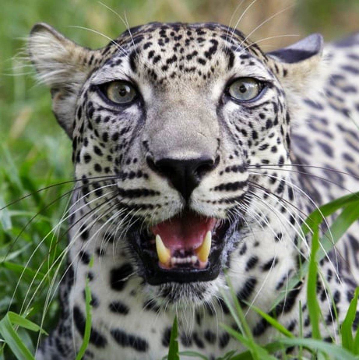 Les_10_plus's tweet photo. 🇴🇲 Week in Oman 

The Arabian leopard, native to Oman, is the smallest of the big cats, adult males weigh around 30 kg, and one of the most endangered animals in the world, with only about fifty individuals surviving in the wild in the country.

​#WildlifePhotography #NatureLovers