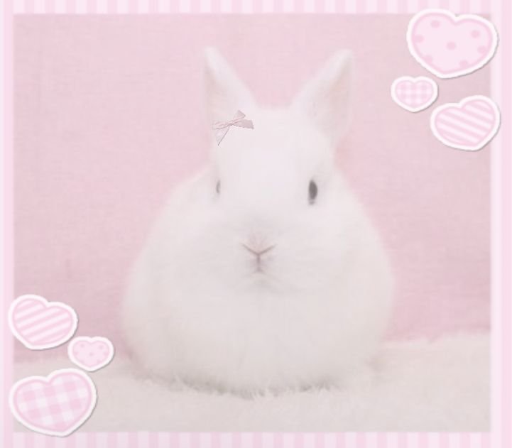 bunprincessa's tweet photo. ᷒᩹ ᐢᐢ ૩  :  bunnies,  trinkets,  baby
pink,  fluttershy,  birthday  flavor
everything,  lotus  ♡,  tinted  lip
gloss,  cupcakies,  glitter  pens,
sweet  lil  crafts,  mlp,  my  melo
cherry  blossoms,  lattes,  blush
◡◡◡◡◡◡◡◡◡◡◡◡◡◡◡◡◡◡◡◡◡◡◡◡◡◡ https://t.co/W7fAsjDylR