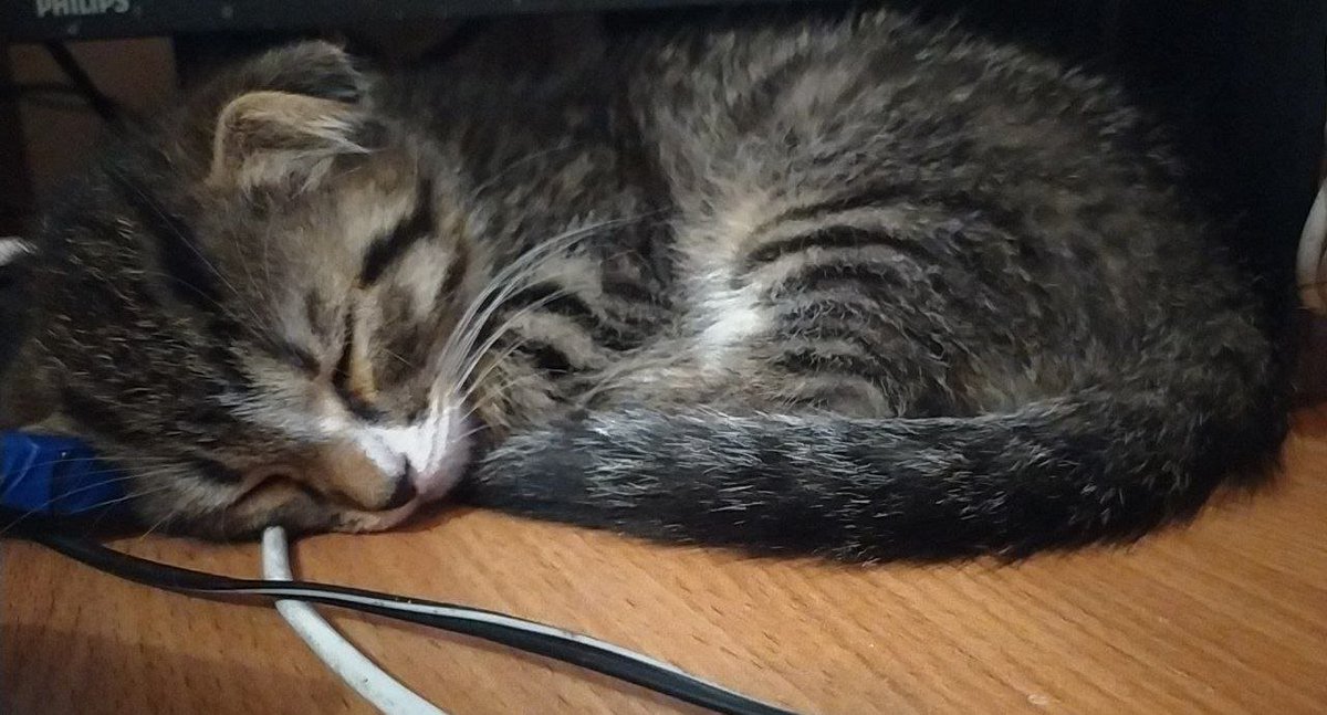 ComradeSorai's tweet photo. he cant stop licking electrical sockets https://t.co/Lpu0X9NvFX
