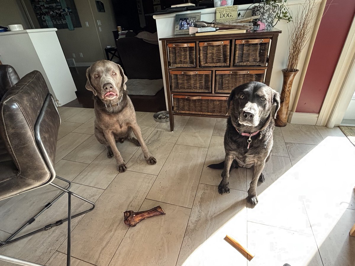WeisbeckDerek's tweet photo. Birthday bone! Happy 4th Ozzie! @JoelleWeisbeck @dog_rates https://t.co/ZWfYo9mIzb