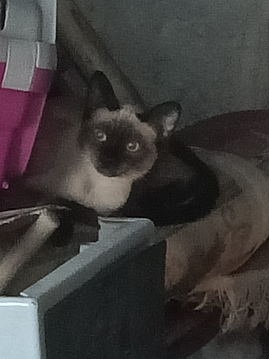 SilviaMylo's tweet photo. 🆘🆘🆘🆘🆘⛑️⛑️⛑️🆘🆘🆘🆘Estos gatitos y algunos más están en una zona que corre peligro al lado de una carretera y están pasando hambre sobre unos cuatro meses 🆘🆘🆘🆘⛑️⛑️⛑️⛑️necesitamos urgente casas de acogida o adopción urgente o no sabemos qué pasará con ellos .
Si puedes ayudar por favor es urgente si tú ayuda no sé qué les pasará.
Están en Madrid 
 636918842