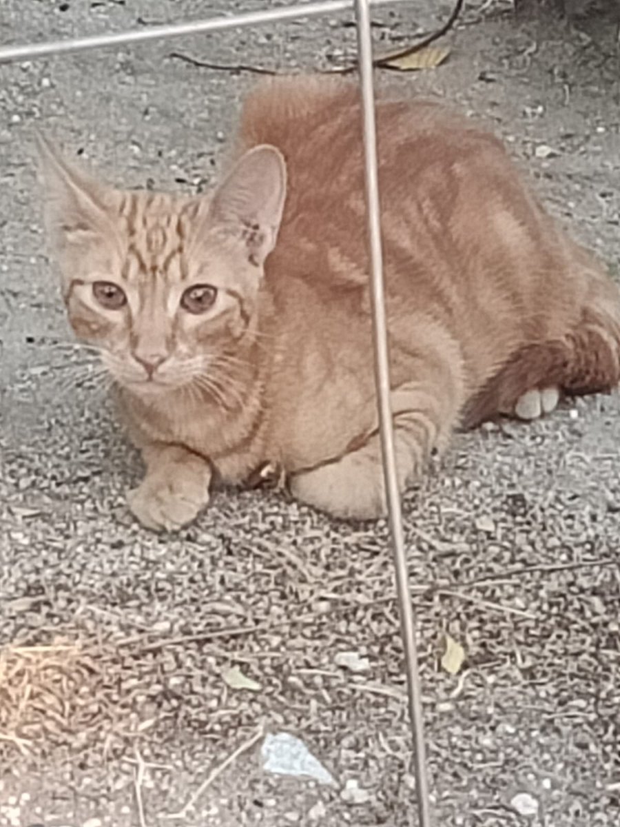 SilviaMylo's tweet photo. 🆘🆘🆘🆘🆘⛑️⛑️⛑️🆘🆘🆘🆘Estos gatitos y algunos más están en una zona que corre peligro al lado de una carretera y están pasando hambre sobre unos cuatro meses 🆘🆘🆘🆘⛑️⛑️⛑️⛑️necesitamos urgente casas de acogida o adopción urgente o no sabemos qué pasará con ellos .
Si puedes ayudar por favor es urgente si tú ayuda no sé qué les pasará.
Están en Madrid 
 636918842