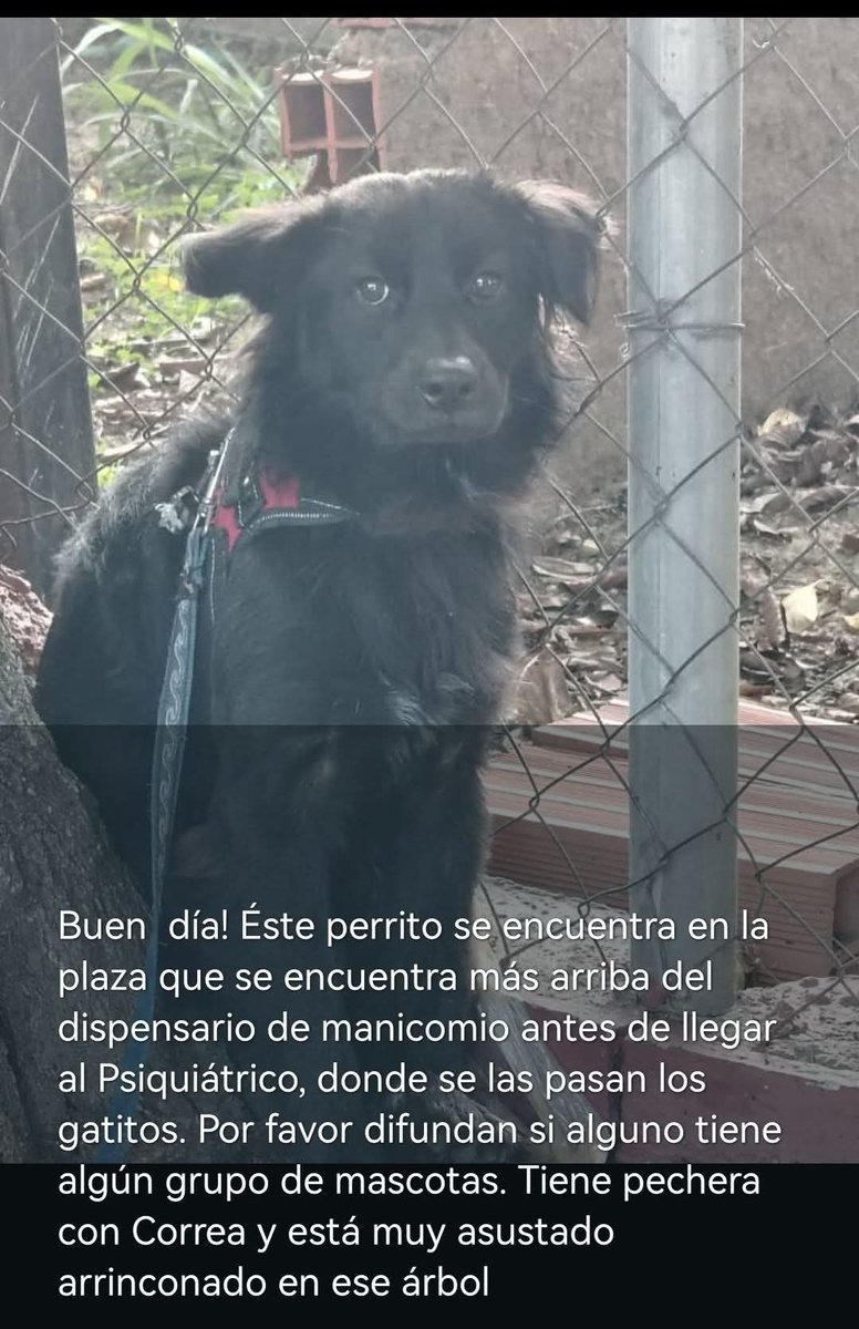 PerroUsuario's tweet photo. Reportan a este perrito en el Manicomio Caracas. Sin número de contacto https://t.co/bDvrXSZzs8