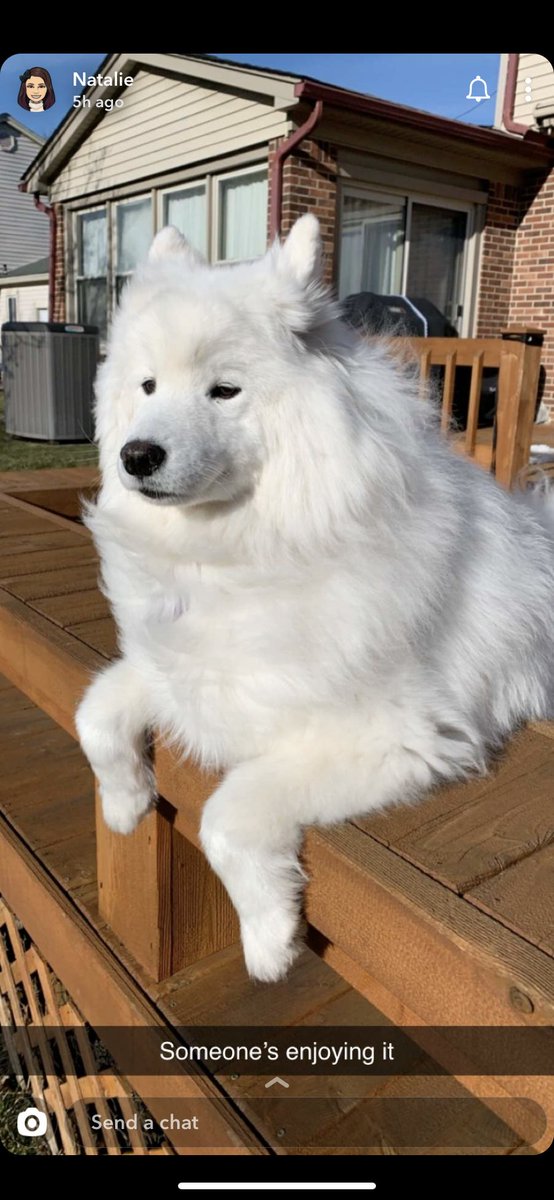 JKiyoshiL's tweet photo. @samisamuraii My 2 fluffies are sending good vibes your way 🙏 https://t.co/lZHlMx0IJm