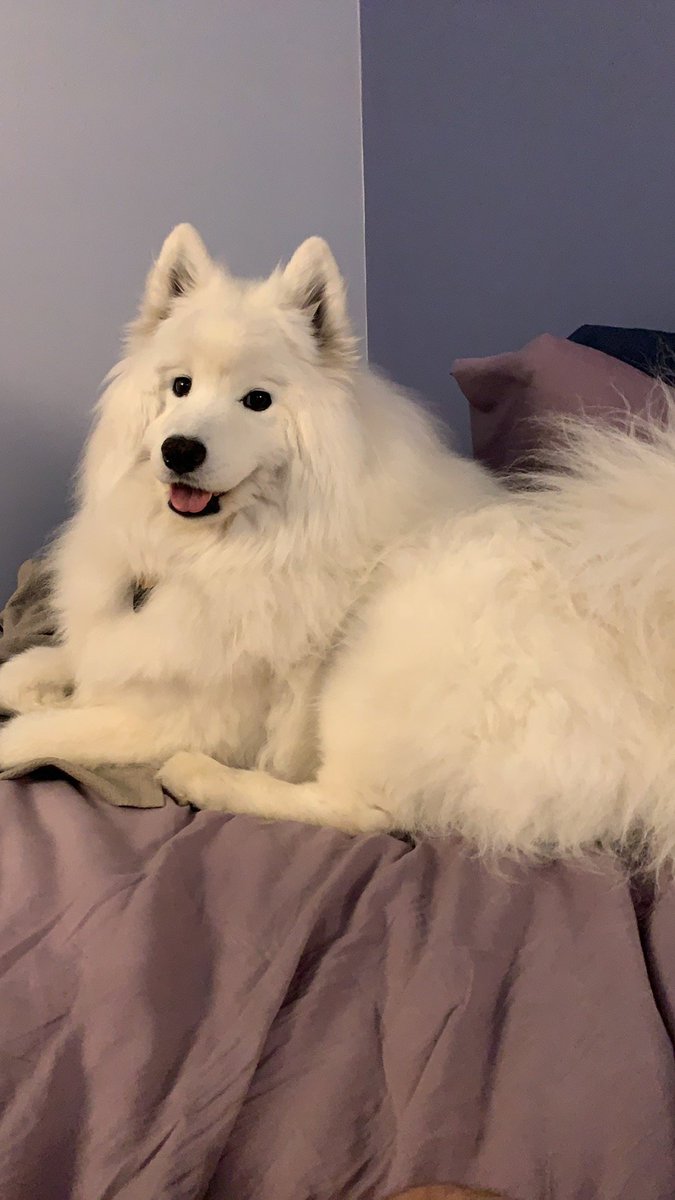JKiyoshiL's tweet photo. @samisamuraii My 2 fluffies are sending good vibes your way 🙏 https://t.co/lZHlMx0IJm