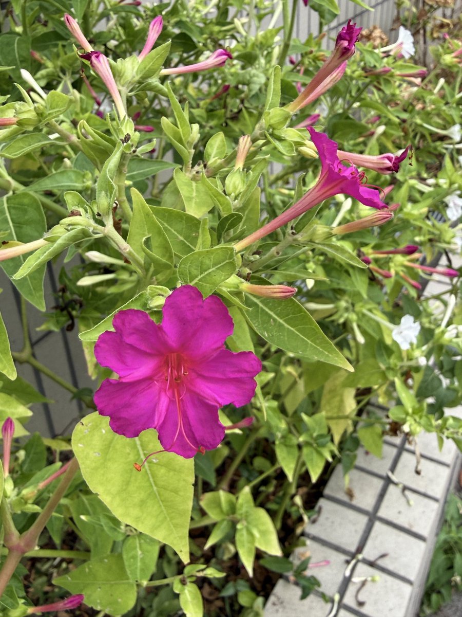 crusherho's tweet photo. @goodjog_hfm ☀️神原さん、リスナーの皆さん、おはようございます。
7時現在、広島市南区皆実町は
気温27℃どんより曇っていて今にも雨が降りそうです。
ひどい雨にならないことを祈ります。

#ジョグ天 https://t.co/pqqZipPXBK