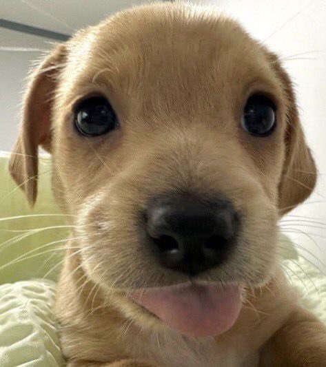 vanperseide's tweet photo. @chivahormiga es este https://t.co/YJtPWx2KzV