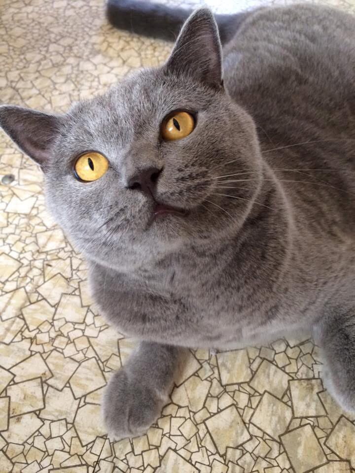 Haunted10Kim's tweet photo. @kiesha9i Yes, I do. My cat is my best friend. No judgement, just food and pats.
Humans are becoming intolerable. https://t.co/IwqkDL7jVR