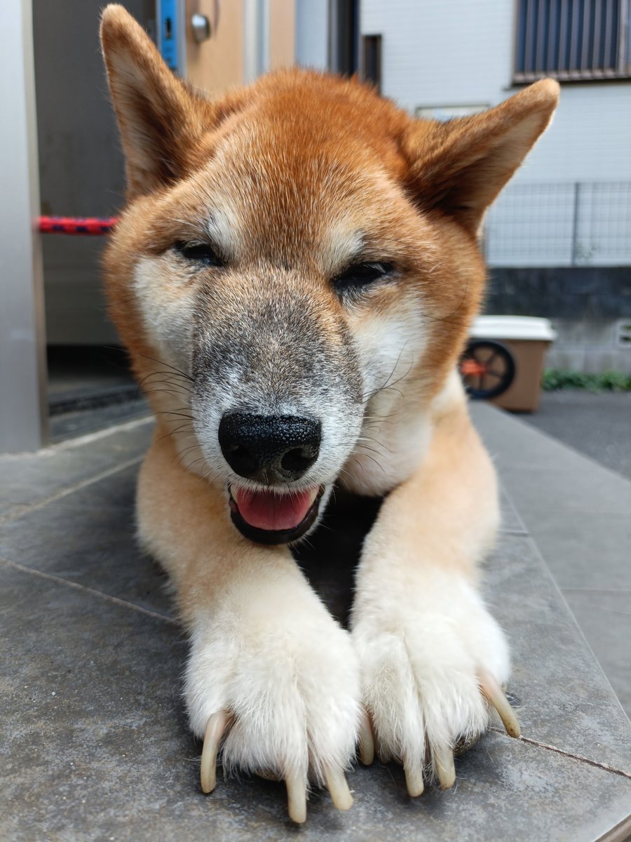 ranmaho21's tweet photo. 昨日は病院頑張ったよ😆✨
血液検査と肛門腺と爪切りやってスッキリ🐕✨

心配なこともあるけど今日も側にいてくれてありがと🐕✨
あなたが今日も生きていてくれる事は当たり前じゃなくて奇跡なんだよ🌻

#鼻腔内腫瘍 https://t.co/dKK3rnqVPe