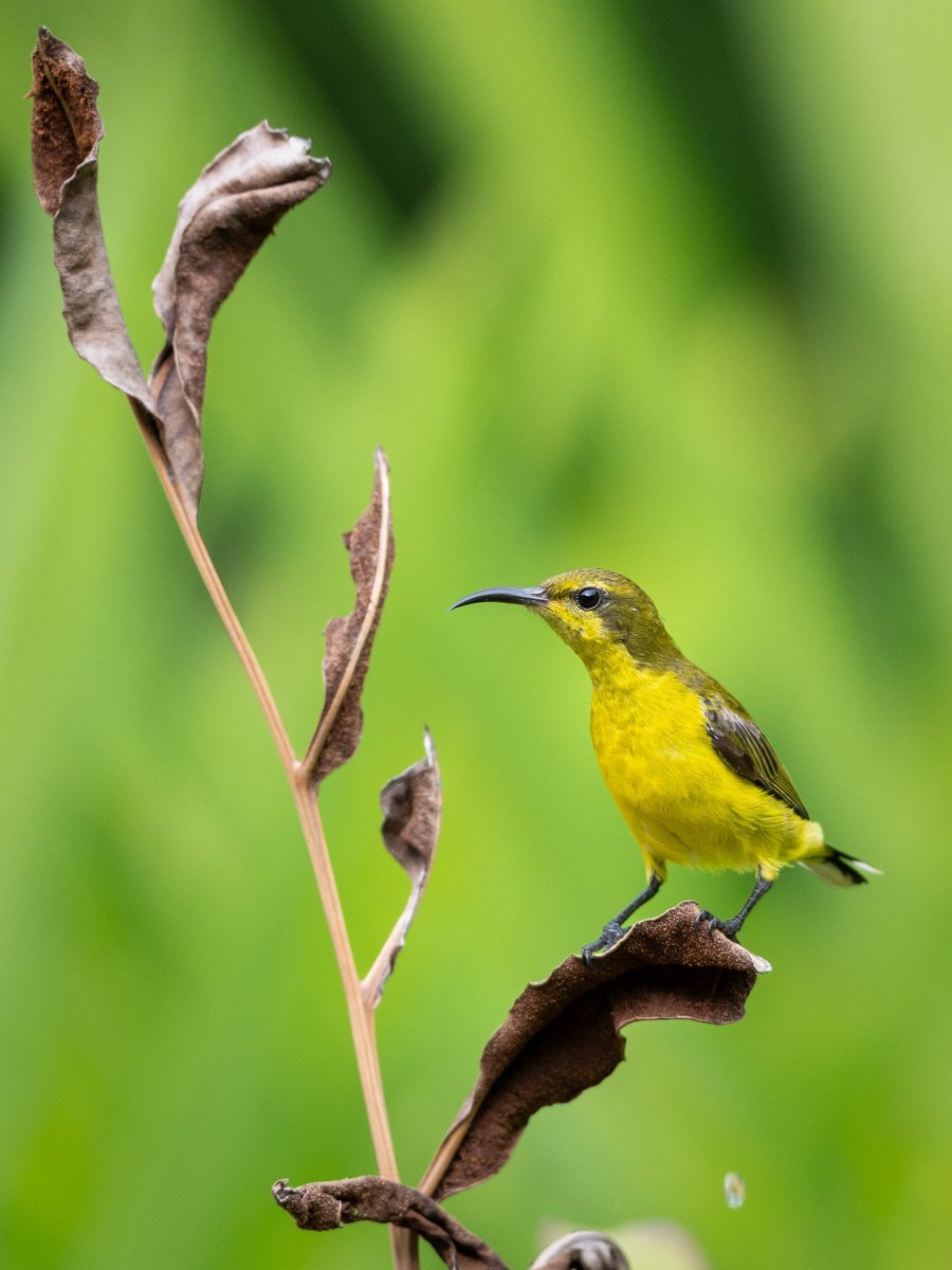 BP_Chua's tweet photo. Ornate Sunbird
#bird #nature #wildlife #animal #photography #Sonyalpha #sunbird https://t.co/YJ1iycRj3L
