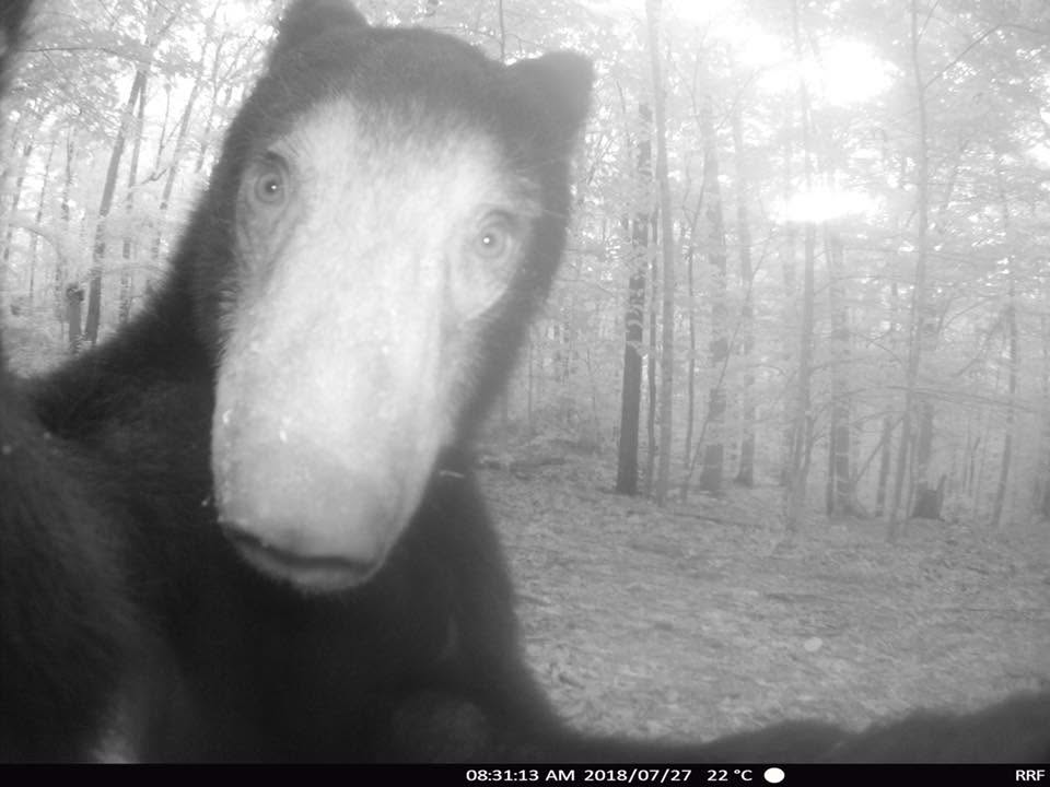 Trail_Cams's tweet photo. https://t.co/OqAeEQGMLI