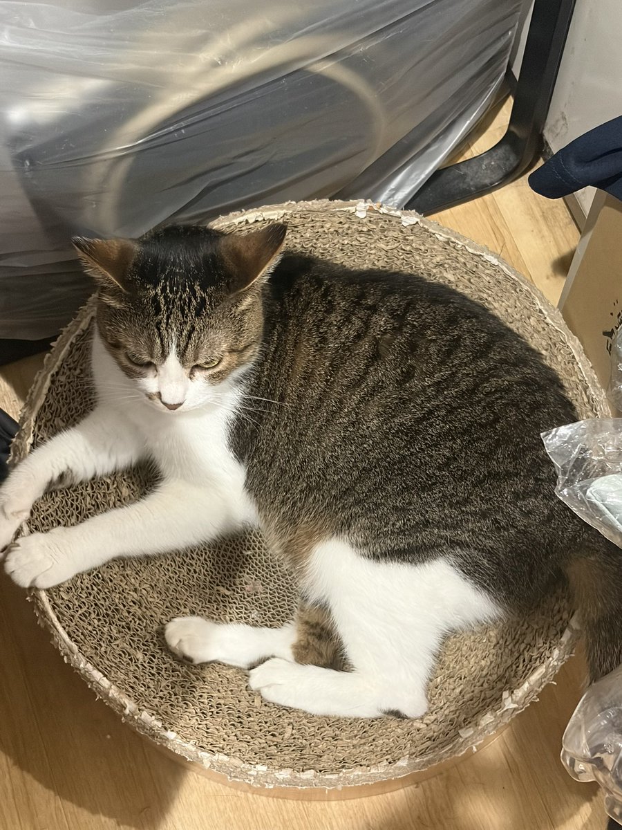SRNKaqua's tweet photo. 皆様おはようございます。今日の一猫。
今日は何故か体調が悪くてやる気も出ないですが後2日で休みとなると意外と頑張れるものですね。人間はしっかりとした休暇を取らないとメンタルも体調も悪くしてしまうかもしれません。なのでしっかりと休んで体調を整えましょう。
では今日も一日頑張りましょう https://t.co/ZuR1FdkpUT
