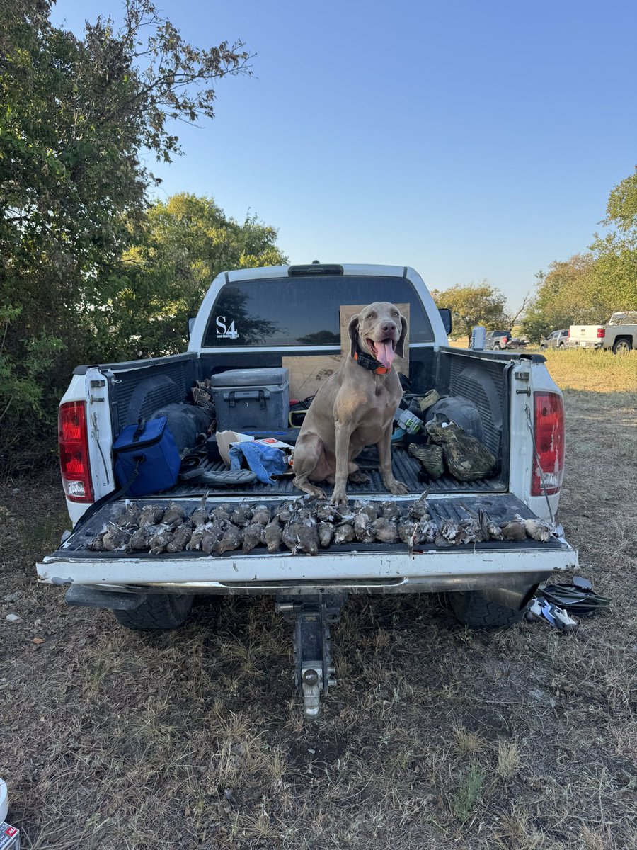 DrewSpringer's tweet photo. @RossSchumann @LoewyLawFirm Find better places to hunt and a real retrieving bird dog. 😁 https://t.co/DJMUbilQcT