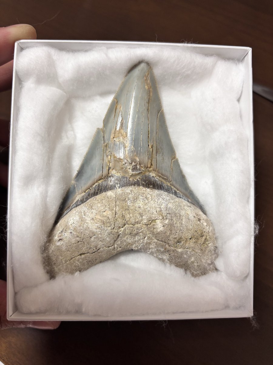 tohokumineral's tweet photo. 遅ればせながら、仙台石フリマで購入したメガロ。
化石買う事はほぼ無いけど、流石に買いましたね。
というか、これが第一目標でした😋
@DDworksMFJ  さんのブースにて。 https://t.co/m37Rz8Ogpw