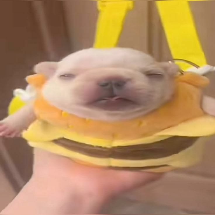 didypibble's tweet photo. Umm mm..,? wat happen and Why am i a ceeseburger...Auuuummm..... https://t.co/Sx8dU0o5WM