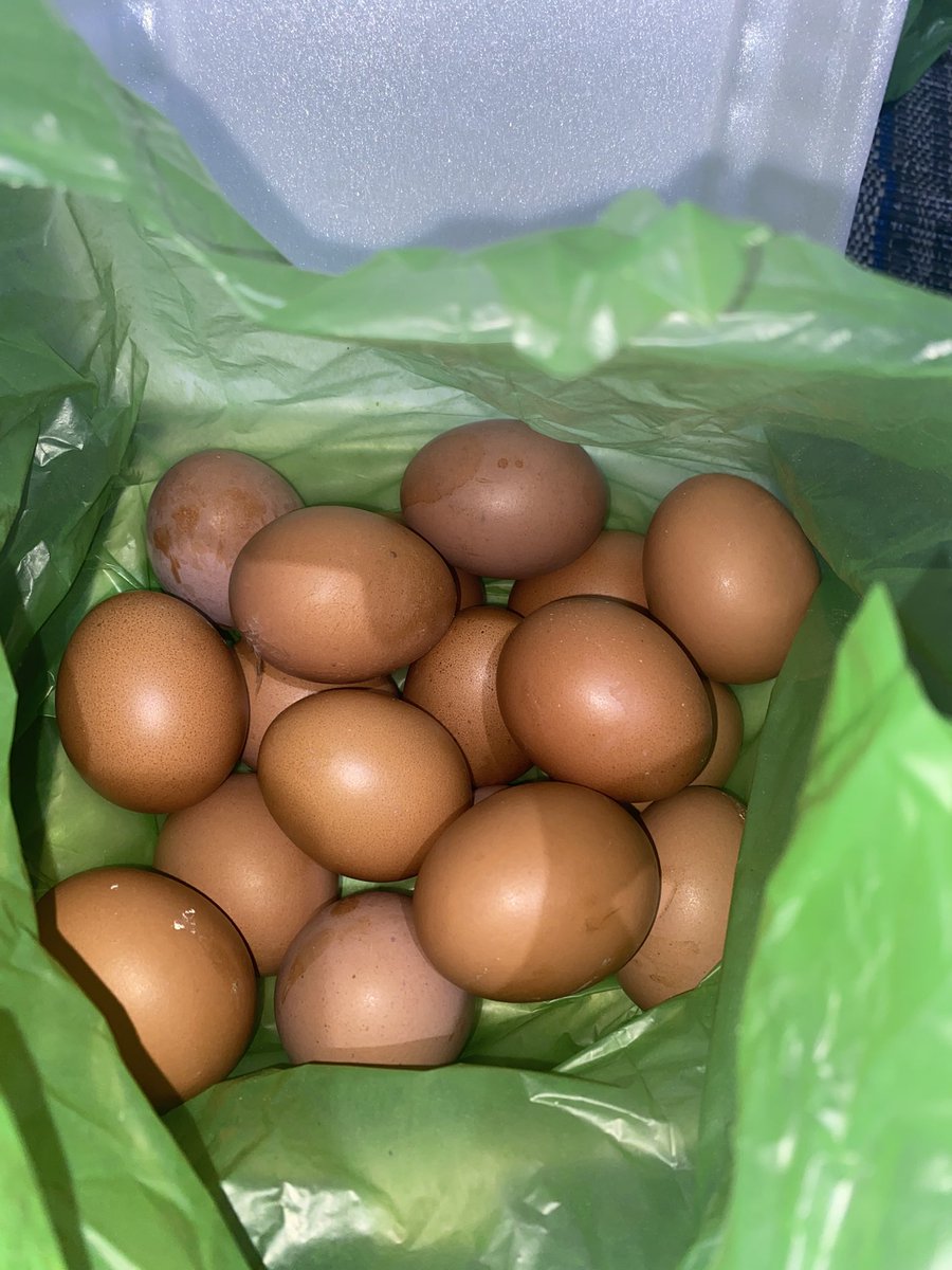 mimimallow26's tweet photo. in this economy beli telur di jam 9 pagi lumayan bgt https://t.co/kzKrWESK3e
telur omega 1kg cuma 18.500 dapet 18 butir https://t.co/jAowYB3k1L