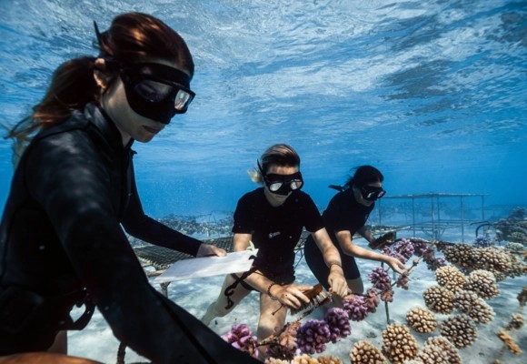 PacTourismOrg's tweet photo. Coral Gardeners is helping protect and restore the reefs of French Polynesia, with more than 220,000 corals planted since 2017 🌊🐠
Learn more here:
https://t.co/iaI3jQkMSG
© Pictures : Coral Gardeners / Noé Langronier
#FrenchPolynesia #OursIsYours #SPTO https://t.co/Fw8HGWYNEa