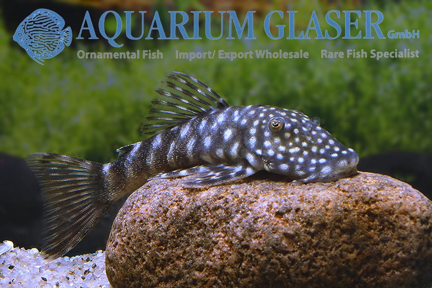 aquariumglaser's tweet photo. #Chaetostoma #sacramento ( = #L455, #L456, #L457)
find more details and pics @ https://t.co/P8AQWJU3aP https://t.co/3MOntqZrJv