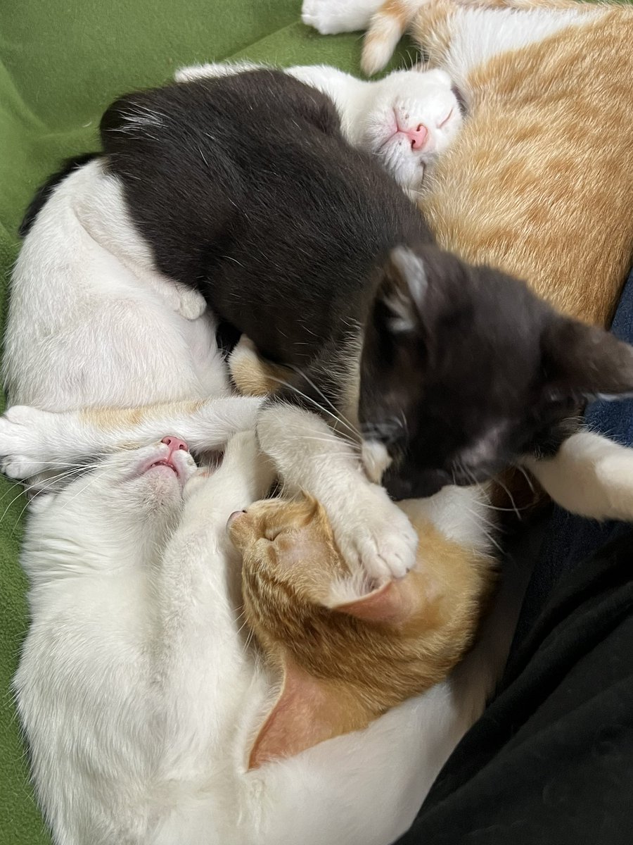 necoto_issyo's tweet photo. きょうの猫団子 https://t.co/0SENdaeTV4