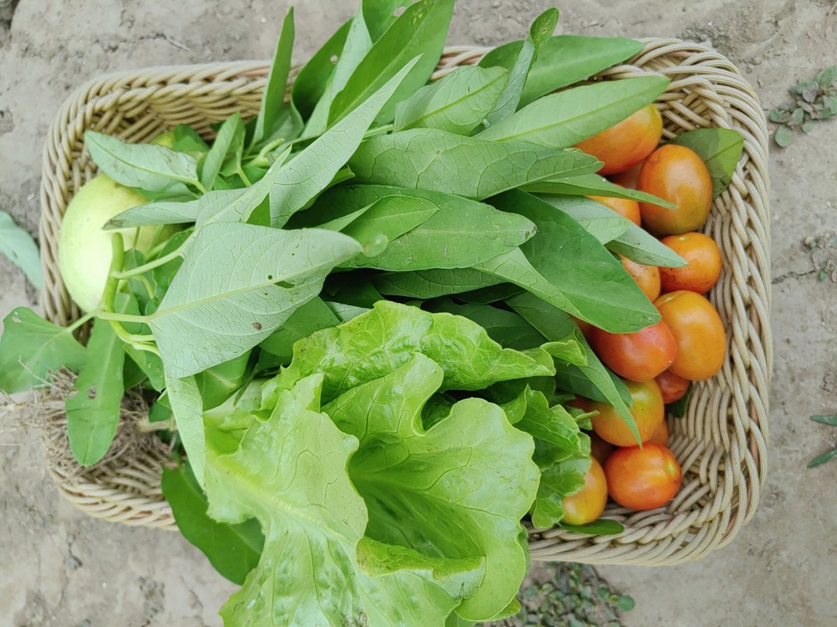 HarishMhaske's tweet photo. Fresh organic spinach, cherry tomatoes, and whole-grain pasta rest in my kitchen basket—perfect for tonight’s quick, nourishing weeknight meal. Stocked up at the local farmers’ market this morning! https://t.co/fXcJBpRxY2