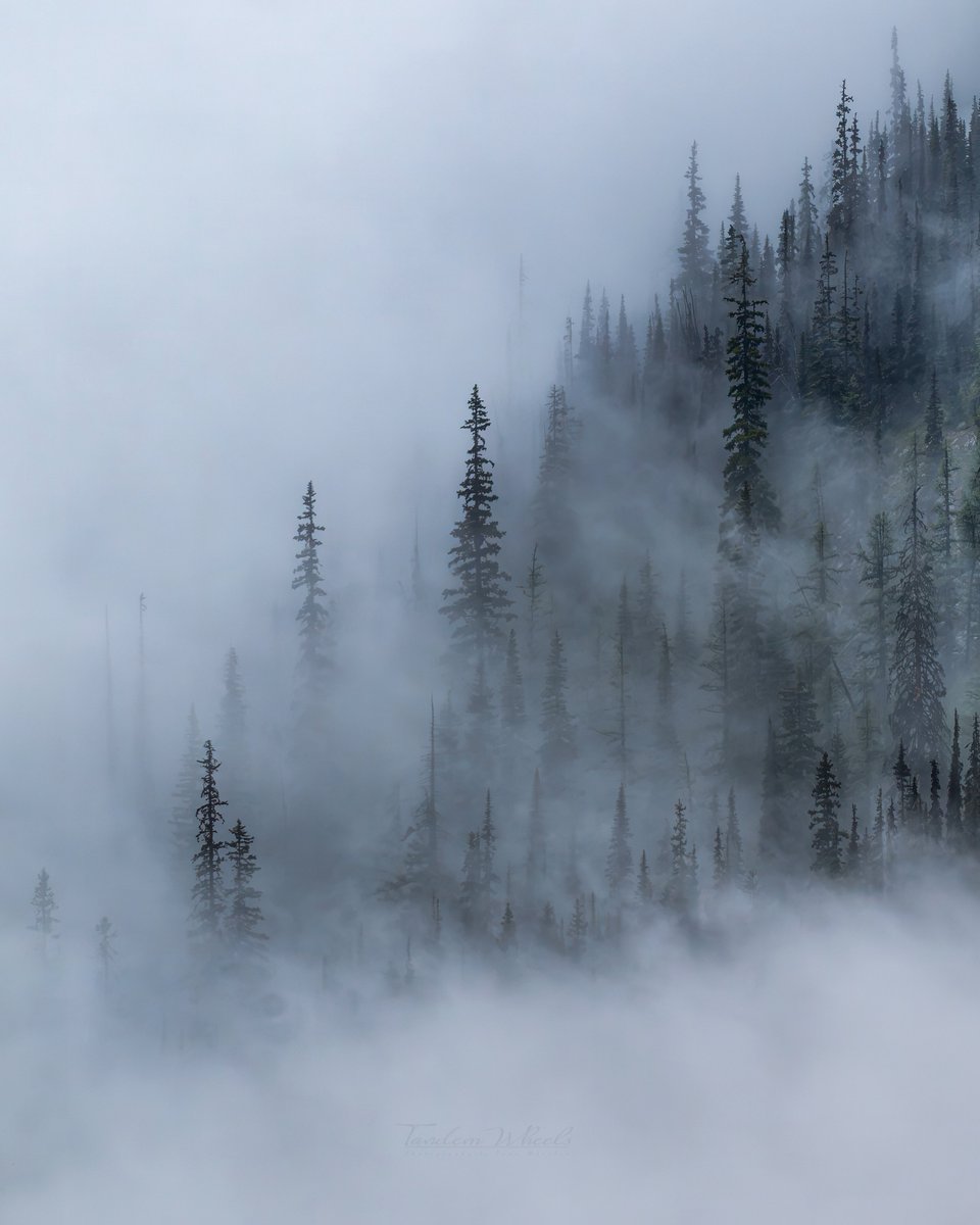 wheeler244's tweet photo. The last trip into the mountains was truly special as thick clouds rolled down into the valley below us. Evergreens would vanish for a few moments, then reappear with sweeping layers across the canopy. #pnw #wawx #nature https://t.co/ewiLo5s402