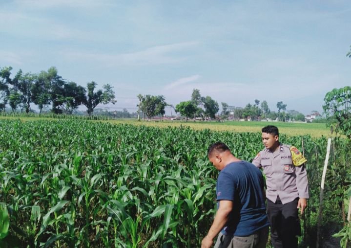 Humas_Pagak's tweet photo. Menindaklanjuti petunjuk dan arahan Karo SDM Polda Jatim Kombes Pol. Heru Budi Prasetyo, S.I.K. selaku Ketua Satgas ketahanan pangan Polda Jatim, Kapolres Malang Polda Jatim AKBP Rulian Syauri, S.H., S.I.K., https://t.co/0kvWsbDR6g. memerintahkan anggota untuk tanam lahan jagung https://t.co/5N1Kf6848x