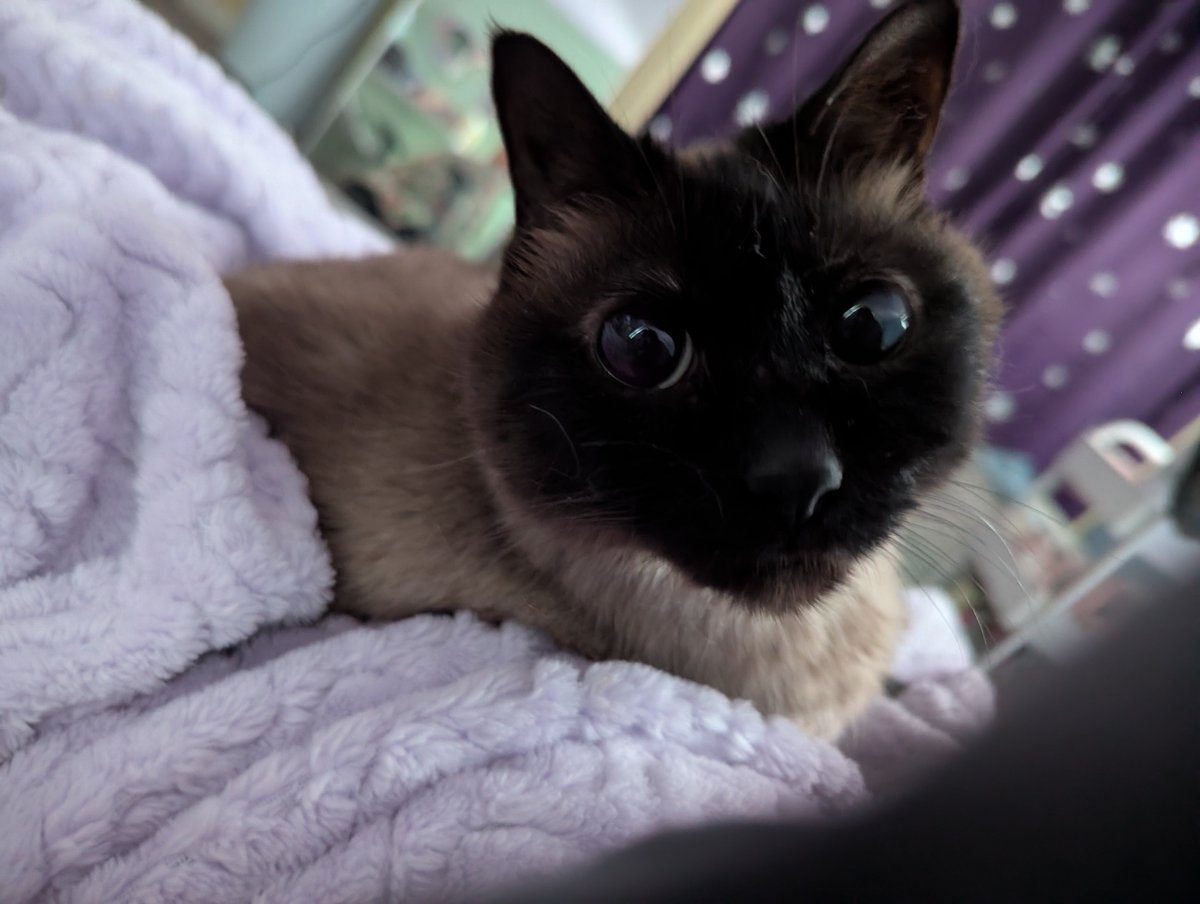 6dollarballoon's tweet photo. she was leaning against my leg sleeping but I moved slightly so she woke up to turn around and stare at me like this https://t.co/BtqdB9hoFF
