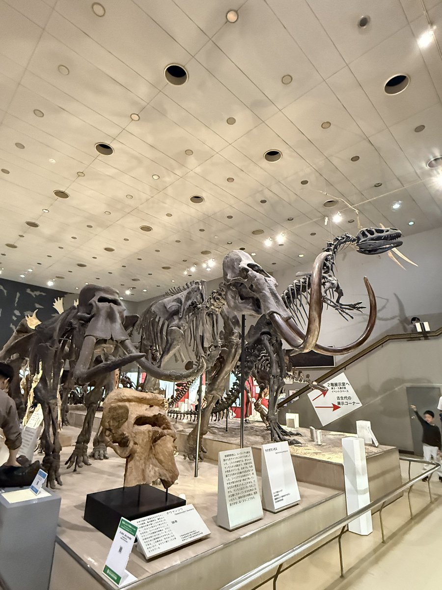 Mel_kirakira's tweet photo. อีกที่ที่อยากแนะนำคือ Osaka Museum of Natural History ที่ Nagai 🇯🇵🦖🦕

พิพิธภัณฑ์ไม่ได้ใหญ่หรืออลังการมาก แต่มีทั้งฟอสซิลและ โครงกระดูกไดโนเสาร์ ให้ดู เดินเพลินกว่าที่คิด 🦕

ที่ชอบคือค่าเข้าแค่ ผู้ใหญ่ ¥300 / นักเรียน-นักศึกษา ¥200 / ต่ำกว่า 15 ปีฟรี 
และตั๋วพิพิธภัณฑ์รวมเข้าสวนพฤกษศาสตร์ด้วย 🌿

ดูไดโนเสาร์เสร็จแล้วออกมาเดิน Nagai Park + Botanical Garden ต่อได้เลย
 ถ้ามีเวลาว่างใน Osaka แล้วไม่รู้จะไปไหน ที่นี่เป็นอีกที่เล็ก ๆ ที่อยากแนะนำค่ะ 🤍

📍 Osaka Museum of Natural History — Nagai Park
 🚇 Midosuji Line ลง Nagai Station แล้วเดินประมาณ 10 นาที

#Osaka #大阪 #NagaiPark #大阪市立自然史博物館 #เที่ยวญี่ปุ่น #JapanMuseum