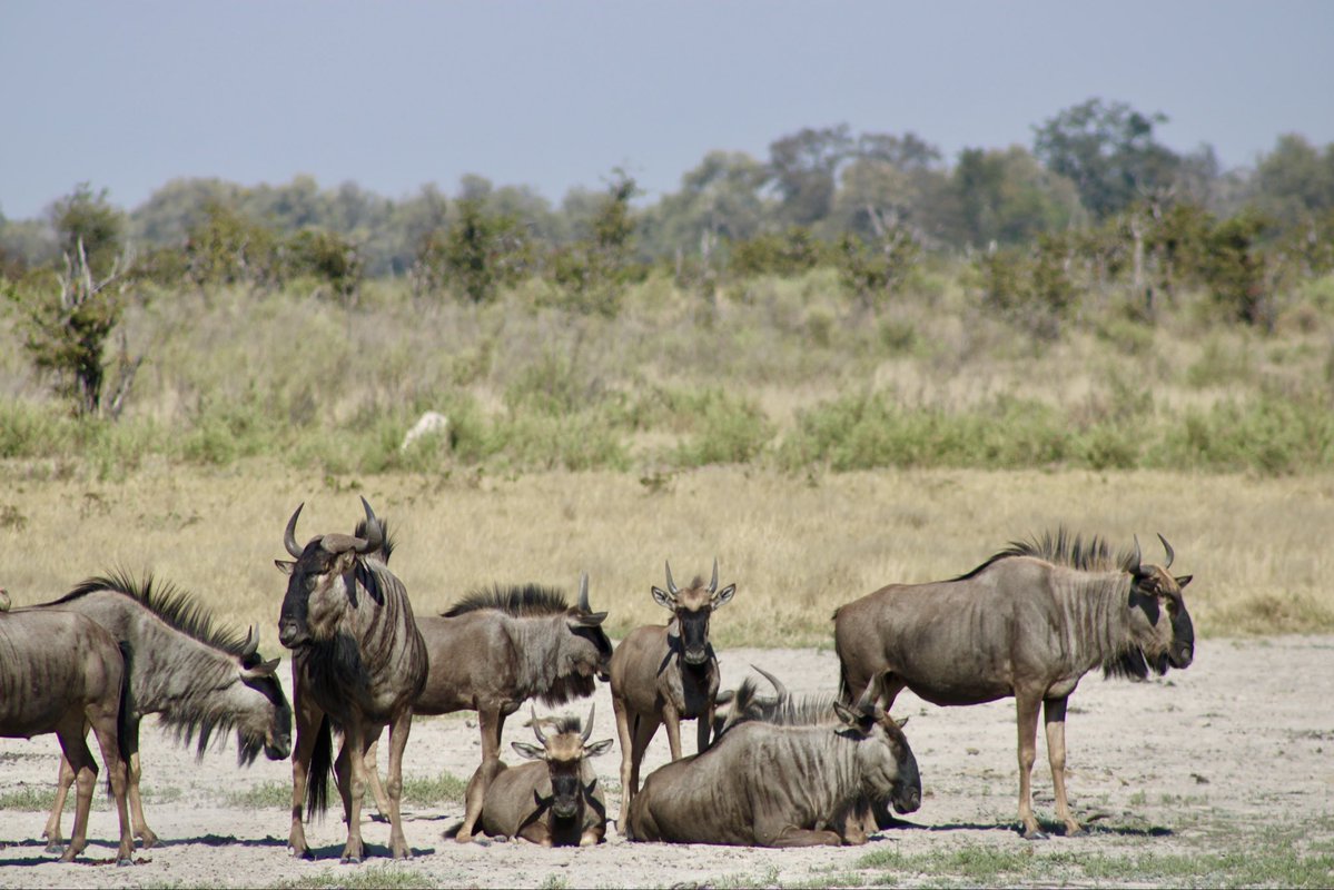 MichaelChenJS's tweet photo. Okavango Delta, Botswana, So many of wild animals. https://t.co/KCw076PvvS