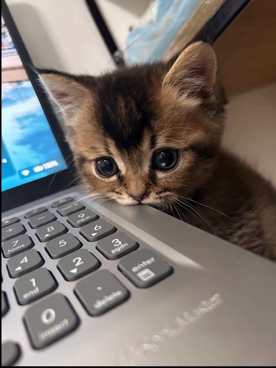 catsworldaura's tweet photo. https://t.co/1eX3S3q8V0