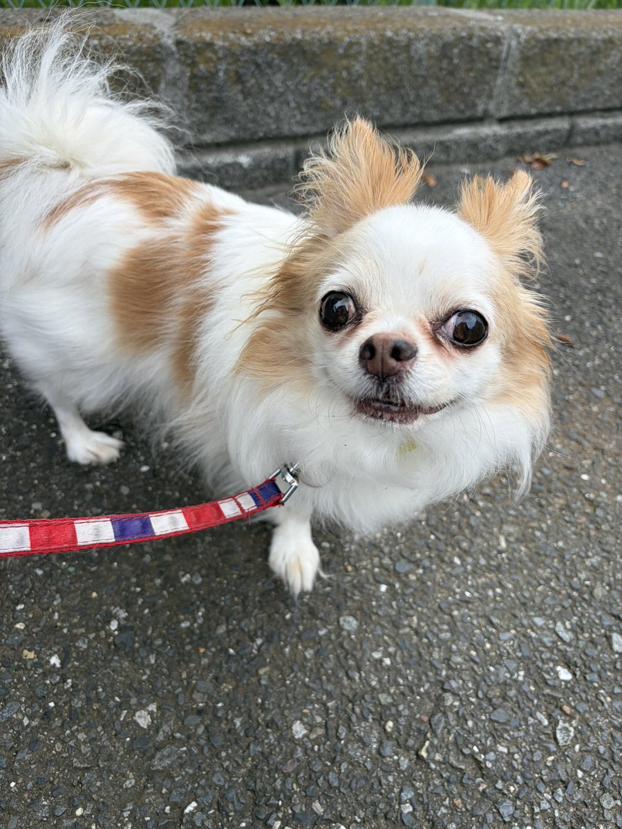 MaimHero's tweet photo. 今朝の犬散歩で見つけた四葉たち。
春よりは見つかりにくいかも。
今日が良き一日になりますように🍀
3枚目には四葉、2個写ってますよー(｡-∀-)ﾆﾋ♪ https://t.co/YWQ5rBYj1s