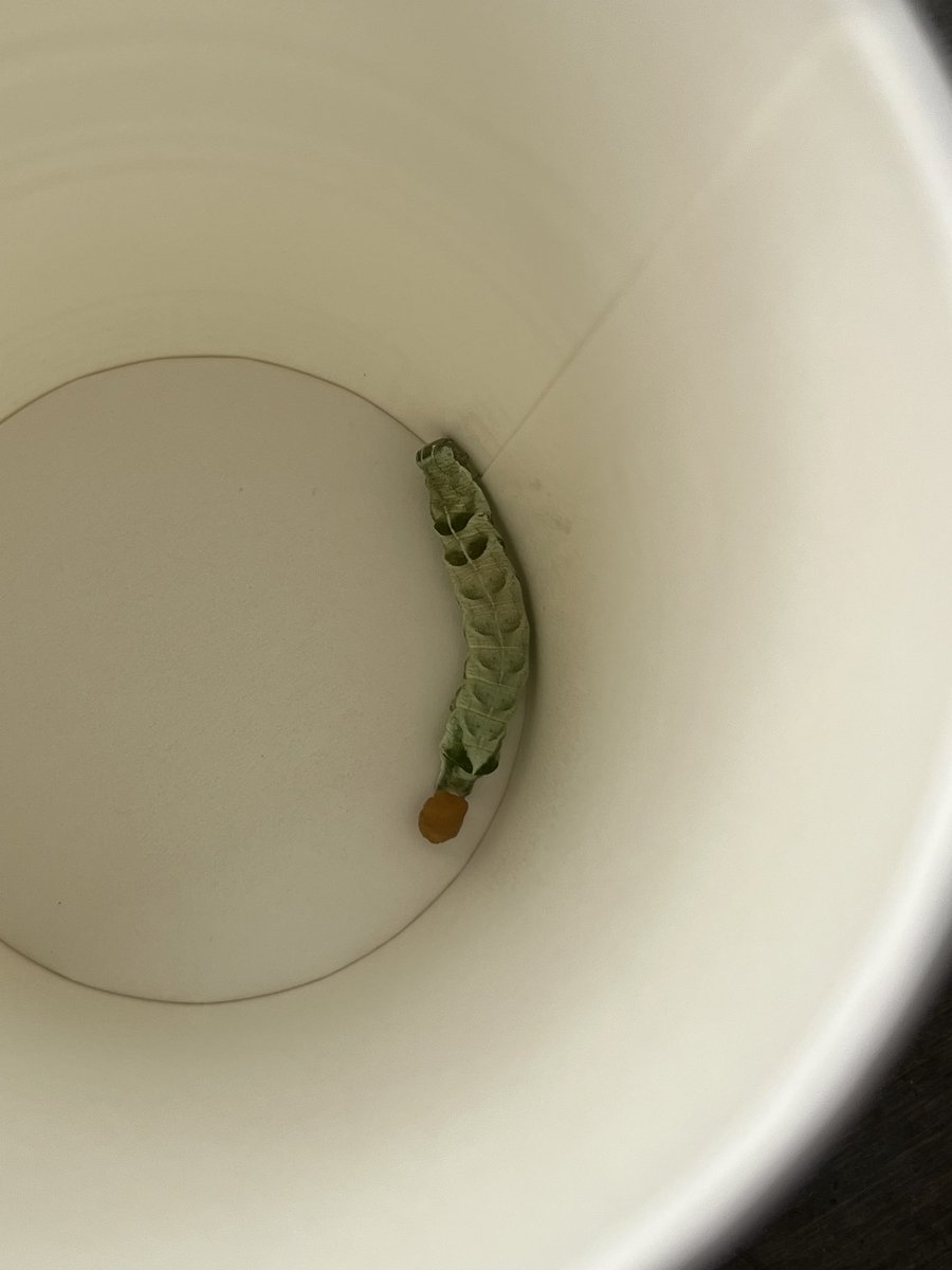 bugfunhouse's tweet photo. several pictures i took of this worm/caterpillar in attempt to identify him. He pooped twice and never was identified https://t.co/22pLcQvN7U