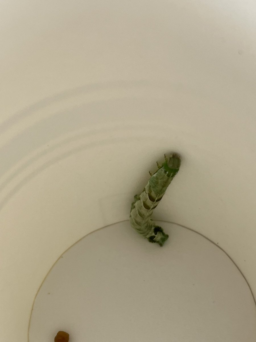 bugfunhouse's tweet photo. several pictures i took of this worm/caterpillar in attempt to identify him. He pooped twice and never was identified https://t.co/22pLcQvN7U