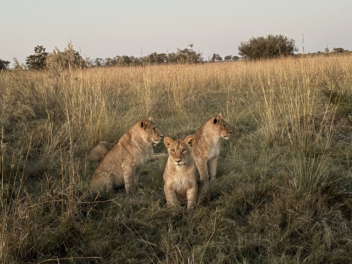 MichaelChenJS's tweet photo. We spent the whole afternoon looking for these lions. These little lions were just 3 meters away from me! Okavango Delta, Botswana https://t.co/WN8KPyL9ZJ