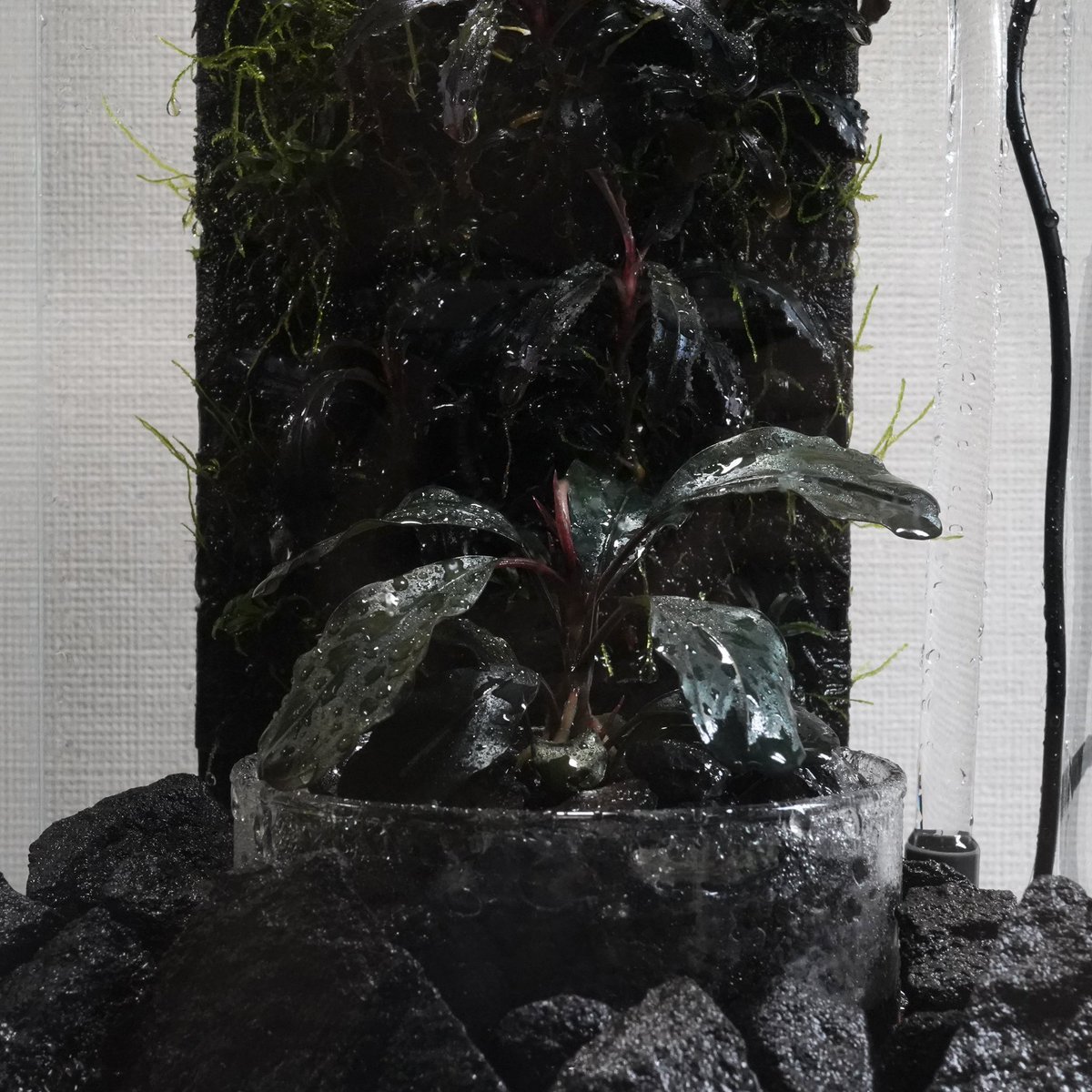 YOU96879733's tweet photo. Bucephalandra sp. "Metallic dark red"
Bucephalandra sp. "Kedagang"
Bucephalandra sp. "Special No.7" https://t.co/XfRjDSNdXr