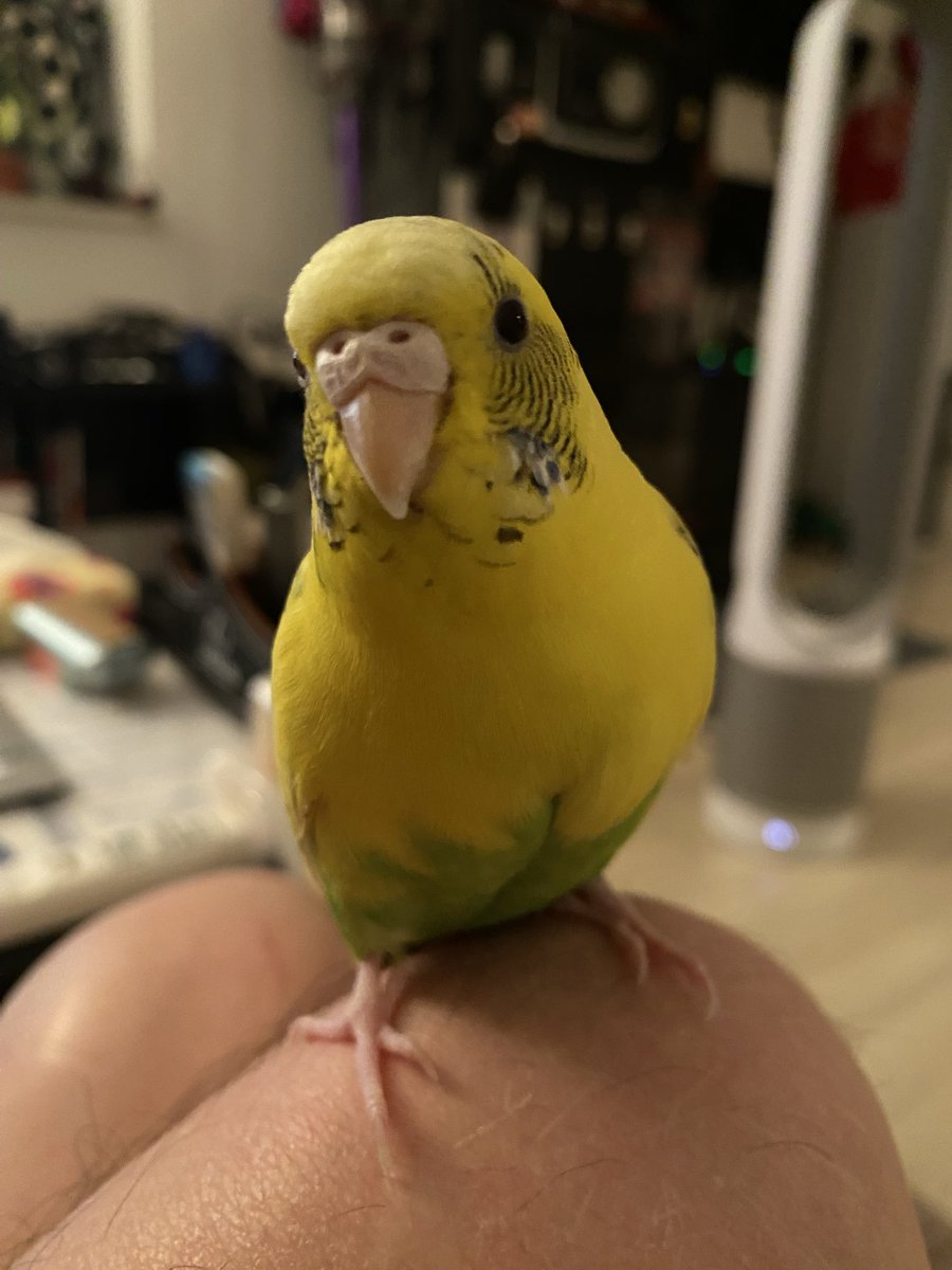 ZZm11153's tweet photo. お友達のインコちゃんが逃げてしまったようです💦
名前はキーちゃん　メスです
志木市宗岡5町目あたり、もし見かけた方いらしたら、コメントください。
よろしくお願いいたします🙏 https://t.co/gkvVuvTaWu