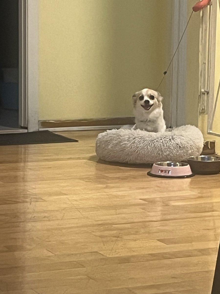MathushaSiva's tweet photo. Poppy smiled at me https://t.co/LEeKOtGGa0