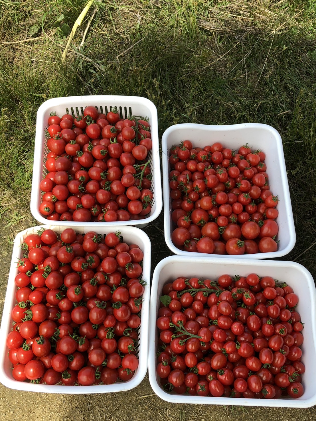 ゆうなお菜園🍅🍠 on X: 