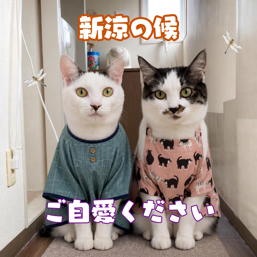 TakeshiEbato's tweet photo. 新涼の候☺️

ご自愛ください🐱🐱 https://t.co/EKGbJgMkfy