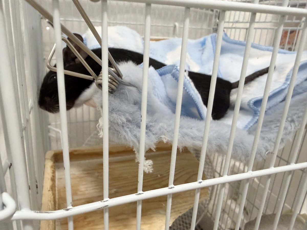 degu_0720's tweet photo. あにゃ〜、今日も可愛いふしゃん🥺🥺🥺

#デグー https://t.co/IJcqVlo4P9