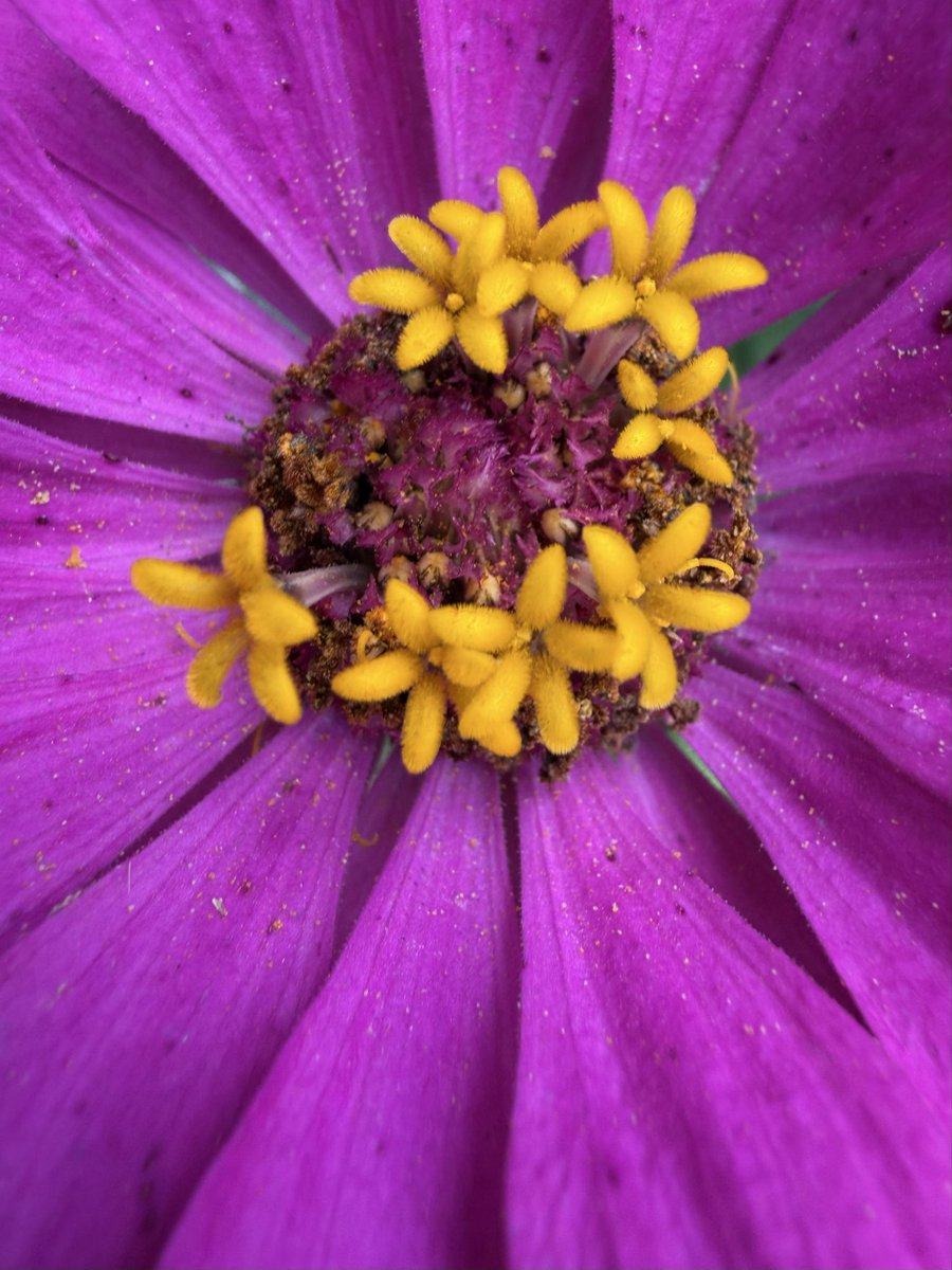elevencoaching's tweet photo. Are you ready for your life to blossom?! 🌺🌻🌸 https://t.co/jApE7366gS