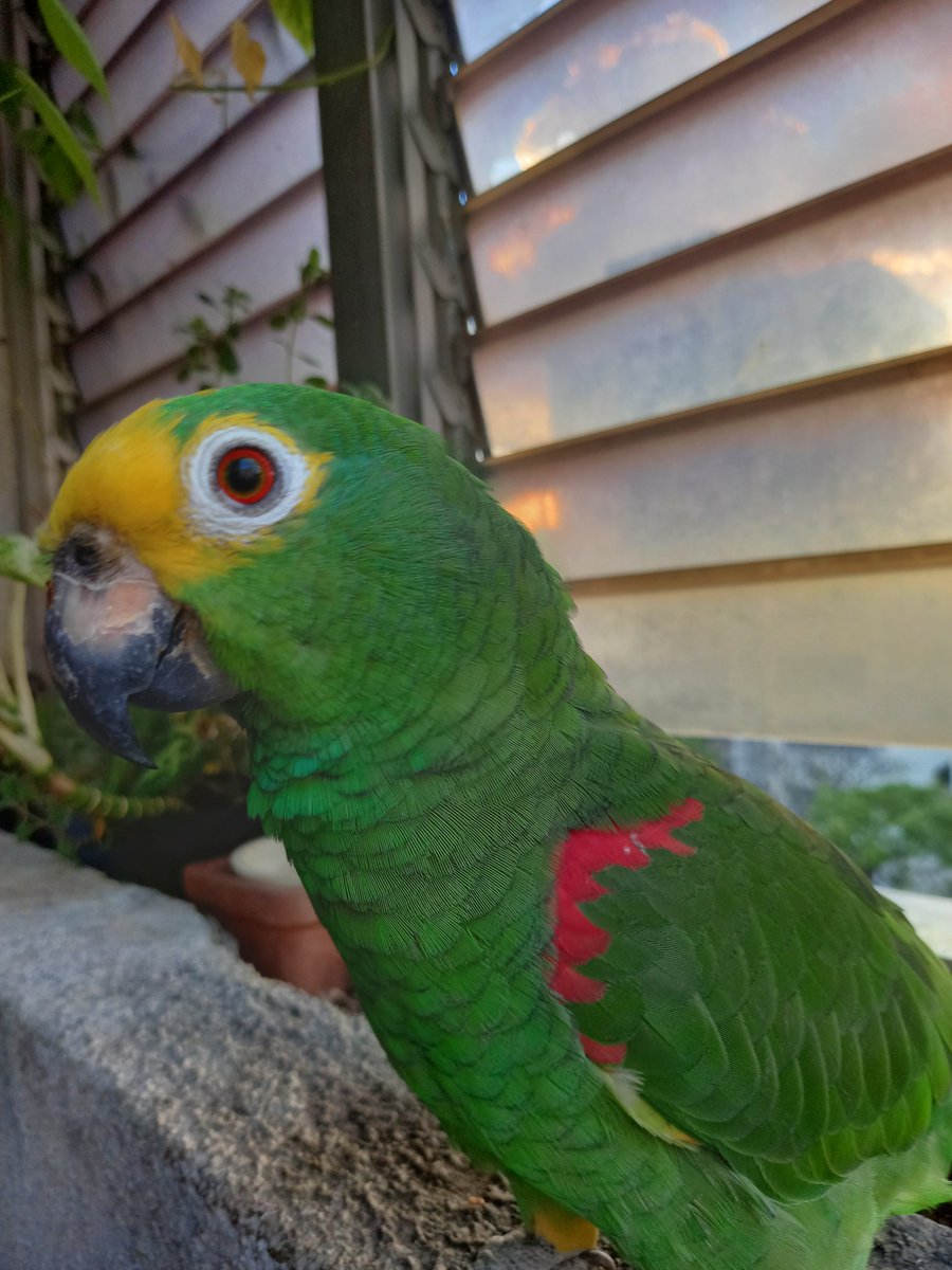 karelisjvc's tweet photo. 📸 1y2: Benjamín 💚😂

🪶También aparecen
🦜La otra morochita y Lucas-📸 3 (Lucas--1er plano)
🦜Belleza-📸 4 (1er plano y Lucas)

⤵️ 9

#parrot #macaw #photo #2Sep #photographyisart #photographie #pictures #animalLovers #love #landscape #fotos https://t.co/ka7vSYcphF