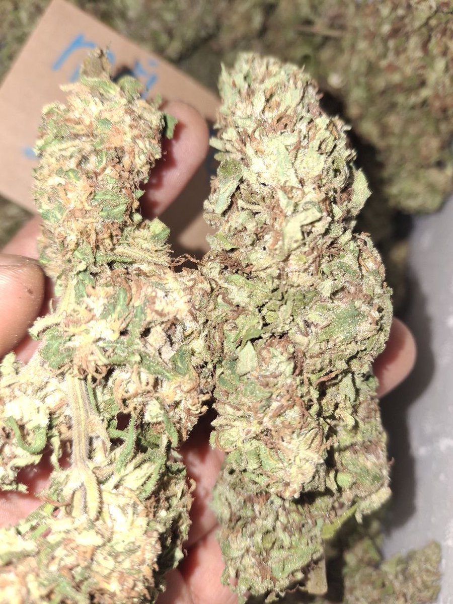 MatNgoc420's tweet photo. OG kush https://t.co/I7z5bXCPeI