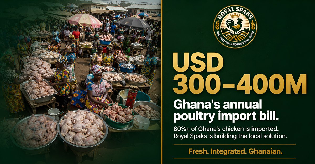 RoyalSfarms's tweet photo. Ghana imports USD 300–400M in poultry annually. Over 80% of what is on the table came from outside.
Royal Spaks is building the 200-acre local solution in Abeadze, Central Region.
Fresh. Integrated. Ghanaian. 🇬🇭
#RoyalSpaks #GhanaAgriculture #FoodSecurity https://t.co/5spQPoantC