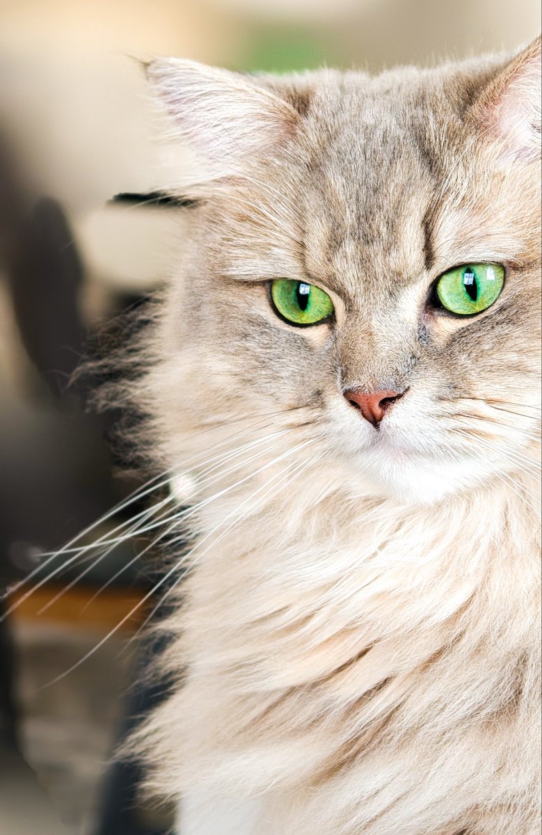 lua_lua_x_x's tweet photo. 意志の強さをものすごく感じ取れる1枚。

#猫のいる暮らし #猫の日常 #猫のいる生活 
#猫好きさんと繋がりたい #猫　#ミヌエット https://t.co/EdclV7EKnX